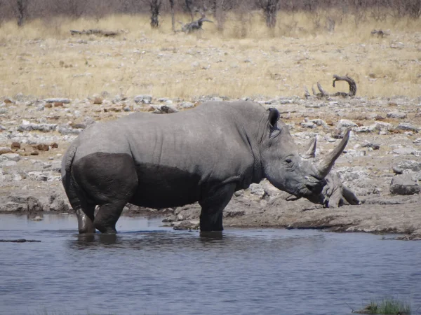 Rhinoceros Drinks Waterhole Beautiful Day Etosha National Park — Stock Photo, Image