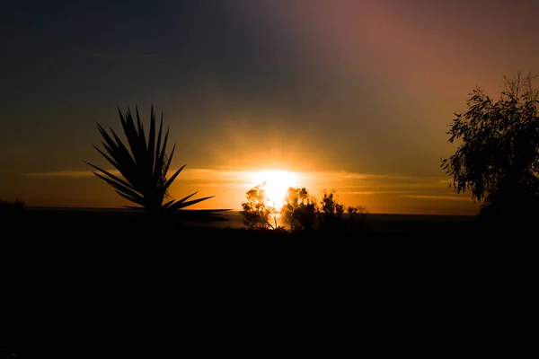 Sonnenuntergang Mit Der Silhouette Einer Palme Aufgenommen Agnes Water Queensland — Stockfoto