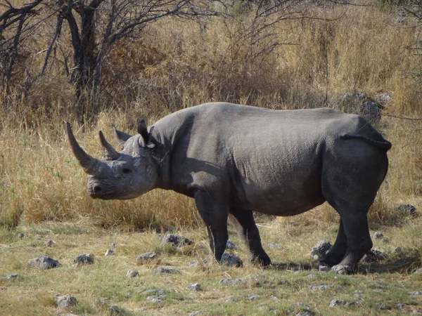 Fotografía Rinoceronte Corriendo Por Arbusto Del Parque Nacional Etosha Namibia Imágenes De Stock Sin Royalties Gratis