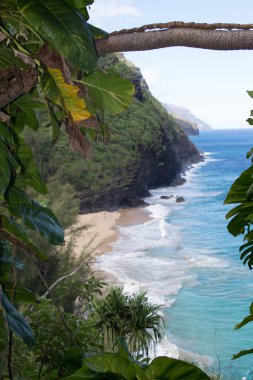 Bir ağaç Hawaii 'de Pasifik Okyanusu' nun güzel bir turkuaz koyuyla sınırlıdır.