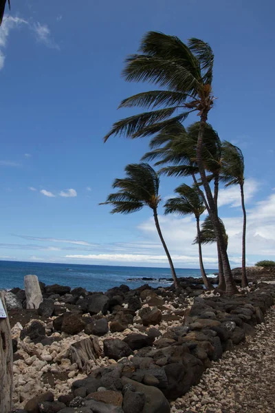 夏威夷海滩上阳光明媚的一天 棕榈树在风中飘扬 — 图库照片