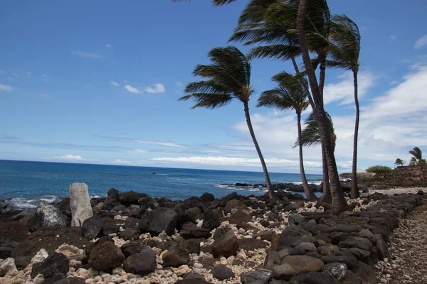 Palmbomen Wind Een Zonnige Dag Aan Het Strand Hawaï Stockfoto