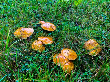 Boletaleler nemli bir sonbahar sabahında orman zemininde durur.