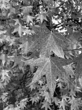 Siyah beyaz, Amerikan kehribar ağacının iki kırmızı yaprağına yakın.