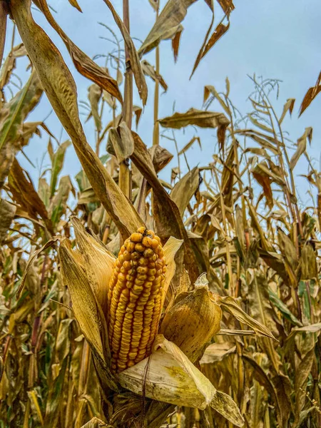 Ripe corn on the stalk stand in a corn field