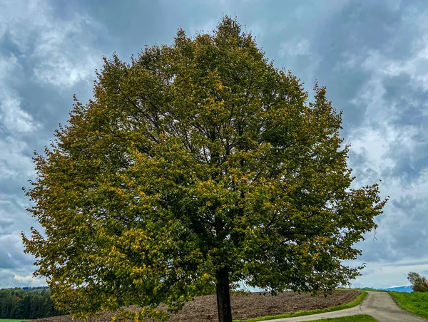 Drzewo Pokryte Jesiennymi Liśćmi Dramatyczne Niebo — Zdjęcie stockowe