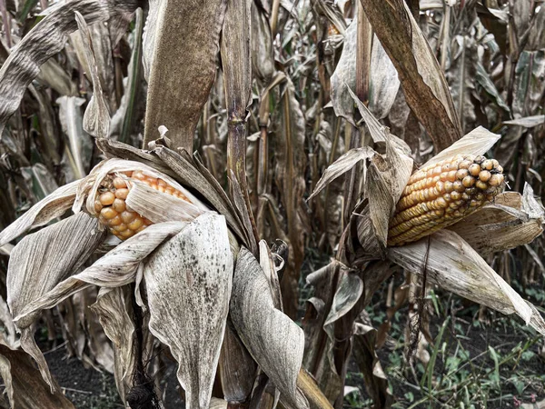 麦杆上的成熟玉米倒立在玉米地里 免版税图库照片