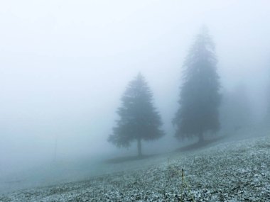 Sonbaharın sisli bir gününde ilk kar yağarken görkemli bir köknar ağacı.