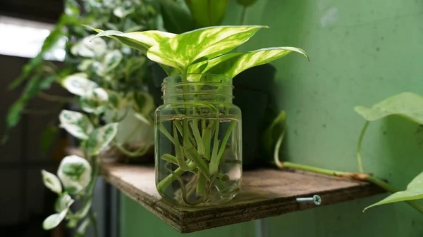 Vertikaler Garten Der Sich Auf Die Pflanzen Wassergefüllten Glas Konzentriert — Stockfoto