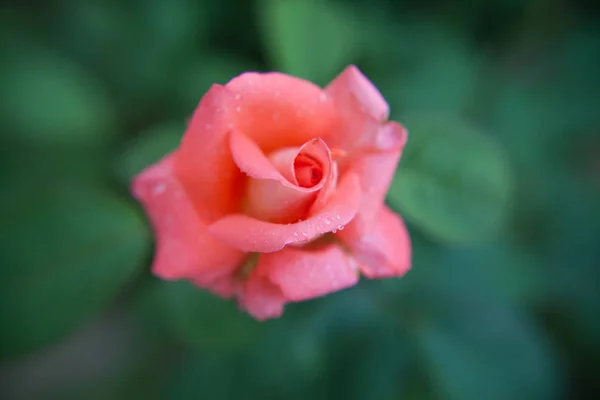 Rosa Primer Plano Con Vista Trasera Verde — Foto de Stock