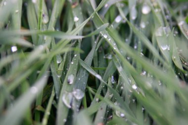 Yeşil çimlerin üzerinde çiy damlaları. Yakından.