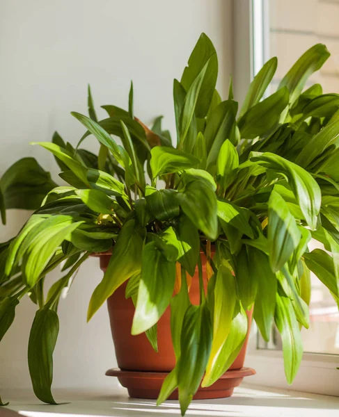 Primer Plano Flor Interior Con Hojas Verdes Agudas Alféizar Ventana —  Fotos de Stock