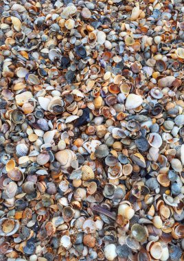 Plaj dokusunda deniz kabuğu kayası