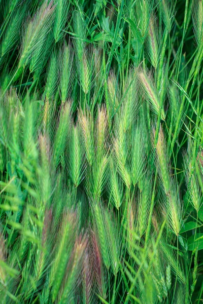 田里的绿色绒毛小穗 — 图库照片