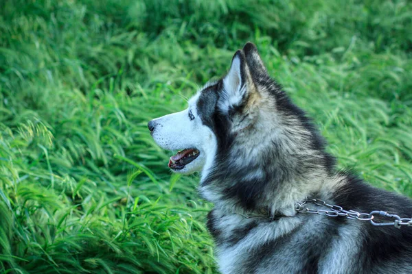 Hund Ras Siberian Husky Närbild — Stockfoto