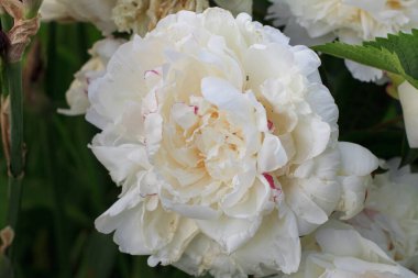 Buketten çıkan beyaz çiçek.