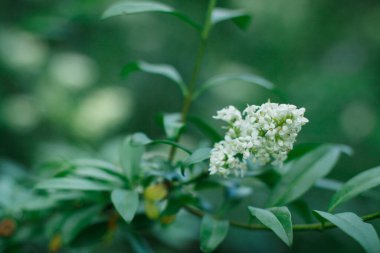 Yeşil doğal arka planda bir dalda ağaç çiçekleri