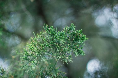 Thuja yeşil dalı, doğal bulanık bir arkaplanda.