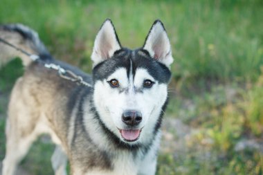 Açık havada bir köpek yavrusunun portresi.