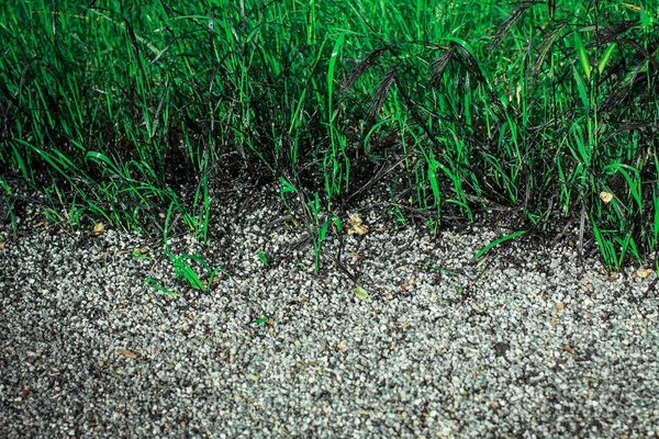Grünes Gras Straßenbitumen Das Rand Einer Schotterstraße Wächst — Stockfoto