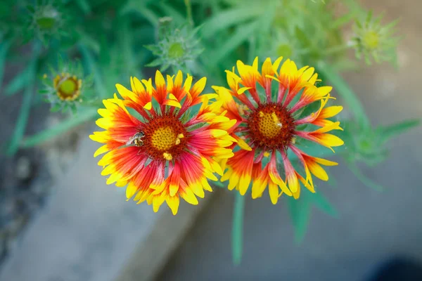 Rot Grüne Blume Auf Graugrünem Hintergrund — Stockfoto