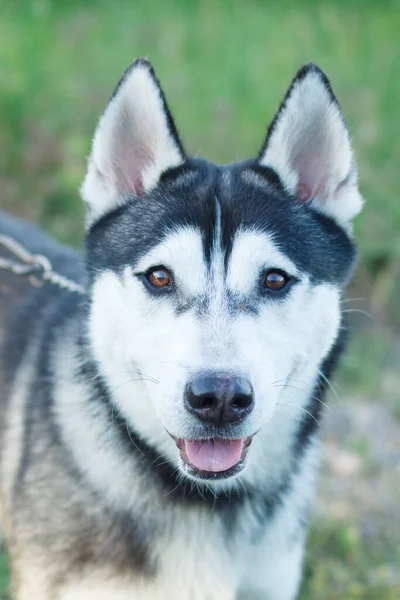 屋外での犬のハスキー品種の肖像 — ストック写真