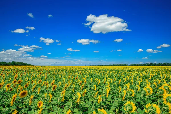 Girassóis Florescendo Campo Verão — Fotografia de Stock