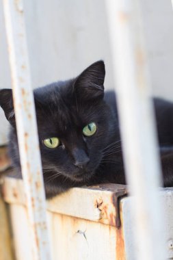 Parmaklıklardan bakan siyah bir kedinin portresi.