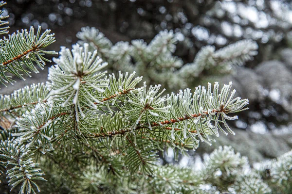 Fagyott Vagy Borította Zöld Luc — Stock Fotó