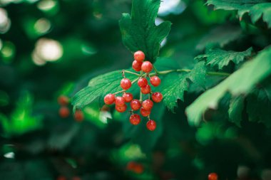 Kırmızı böğürtlen yeşil yapraklı bir dala asılır.