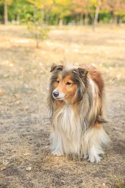 Hunden Går Torrt Gräs — Stockfoto