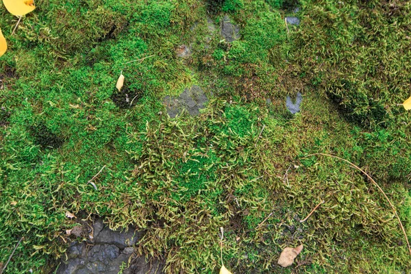 Musgo Verde Creciendo Una Piedra — Foto de Stock