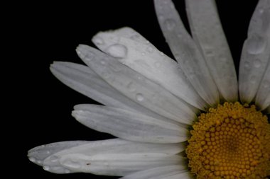 Papatya yaprağı üzerine yağmur damlası.