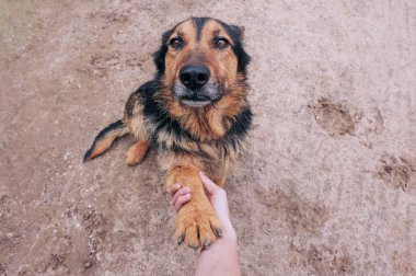 Bir köpek pençesi bir insanı alır. İnsanlar hayvanları destekliyor.