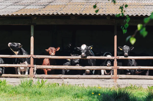 Vacas Una Granja Lechera Stable — Foto de Stock