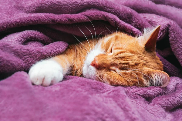 Jengibre Gato Duerme Escondido Cálido Manta — Foto de Stock