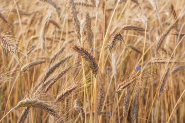 Parlak güneş ışığında olgunlaşmış buğday tarlaları. Çok sığ odak