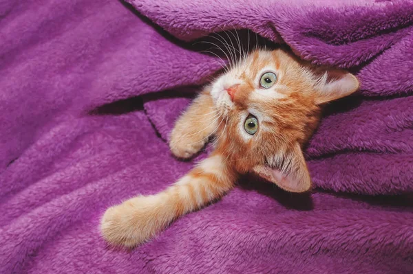 Ginger Kitten Abraza Juguete Suave Fondo Una Manta — Foto de Stock