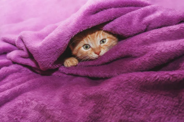 Ginger kitten hugs a soft toy on the background of a blanket.