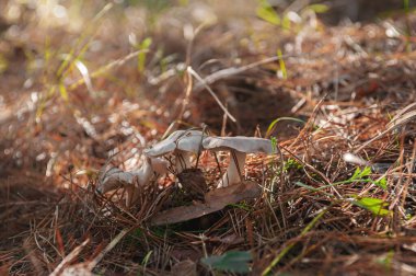 Sonbahar ormanının arka planında mantarlar.