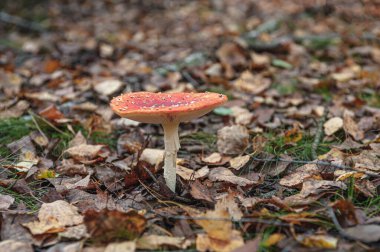 Sonbahar ormanının arka planında mantarlar.