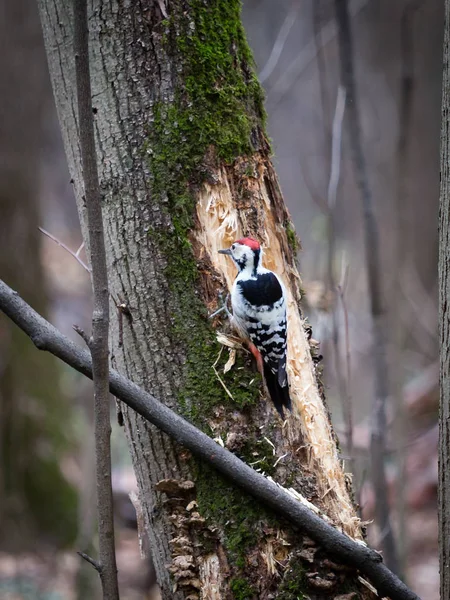 莫斯科地区一棵树上的啄木鸟 — 图库照片