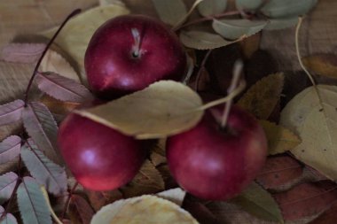 elma sonbahar yaprakları