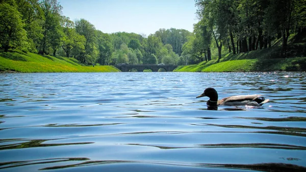 Karpin Gatchina Sarayı 'nın parkında (Leningrad Bölgesi, Rusya). Her yıl birçok turist bu parkı ziyaret eder..