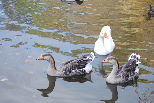 Three Geese Water — Stock Photo, Image