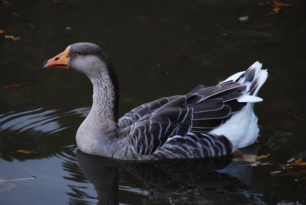 Goose Profil - Stock-foto