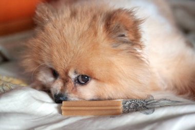 Ayı Boo Pomeranya ayısı turuncu renkli köpek burnunun önünde üzgün yatıyor. Lezzetli ama yemiyor.