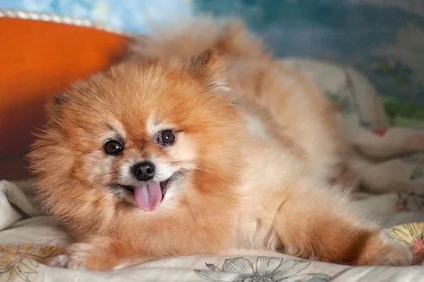 Bear Boo Pomeranian mini fekszik a matrac és mosolyog — Stock Fotó