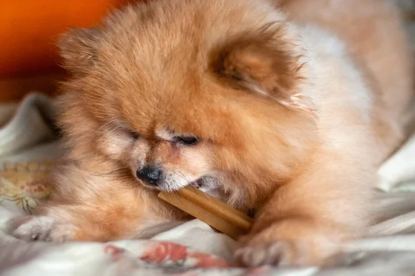 Bear Boo Pomeranian mini lies on the Mat and eats a delicious food helps himself with his paws