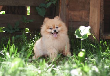 Turuncu Pomeranian, sıcak bir yaz gününde çimenler ve ahşap bir kutuyla gölgede oturur.